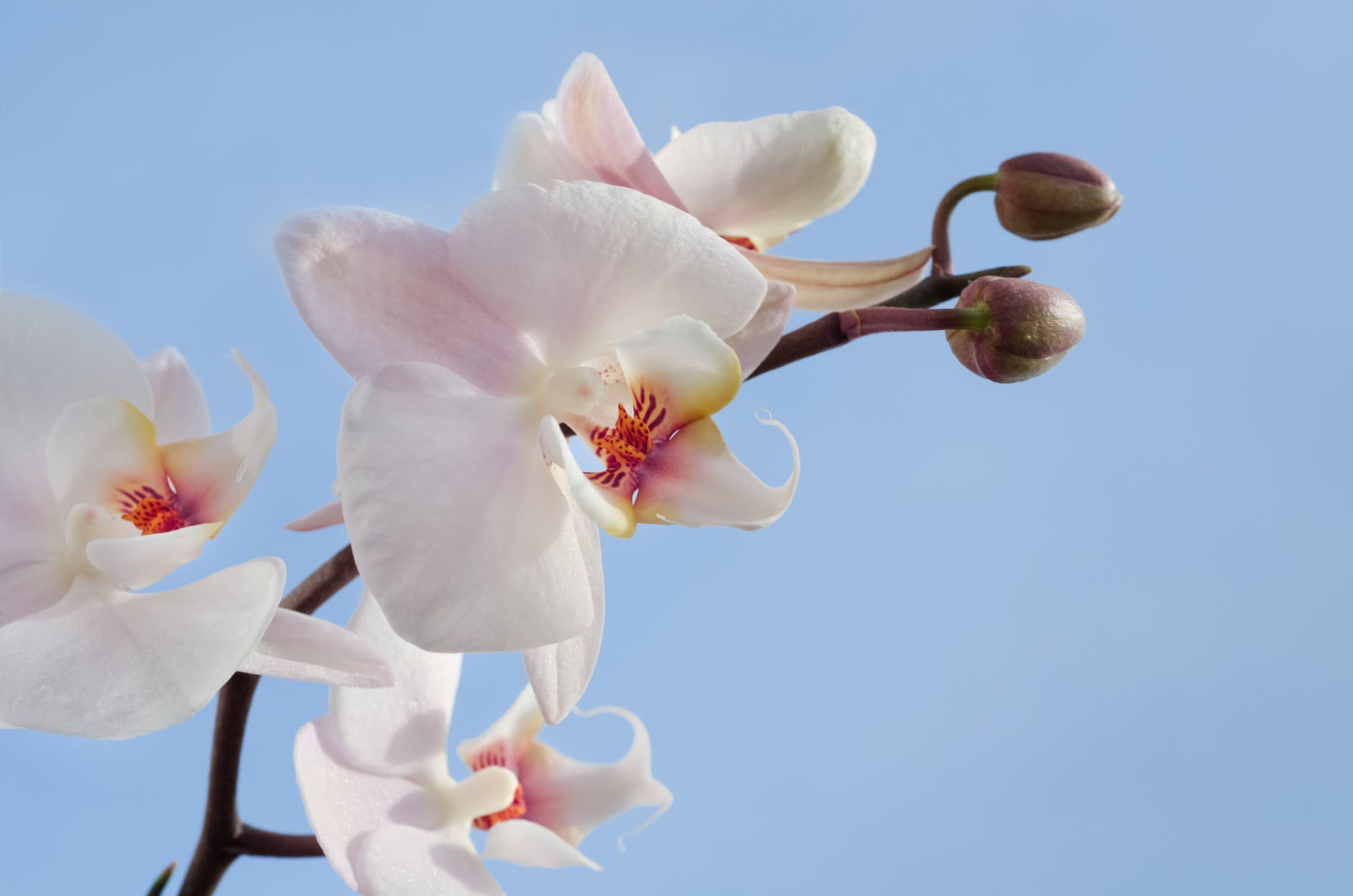 pink and white orchids
