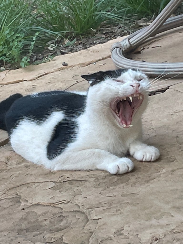 Eine gähnende schwarz-weiße Katze, die auf einer Steinterrasse liegt