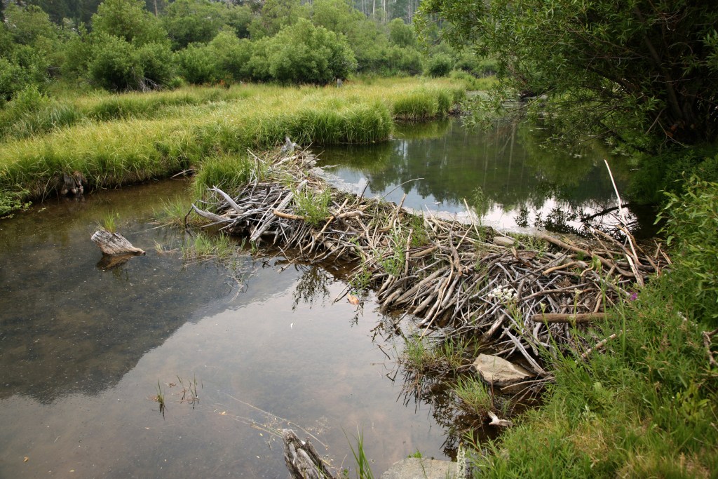 Beaver dam on River surrounded by grass fields