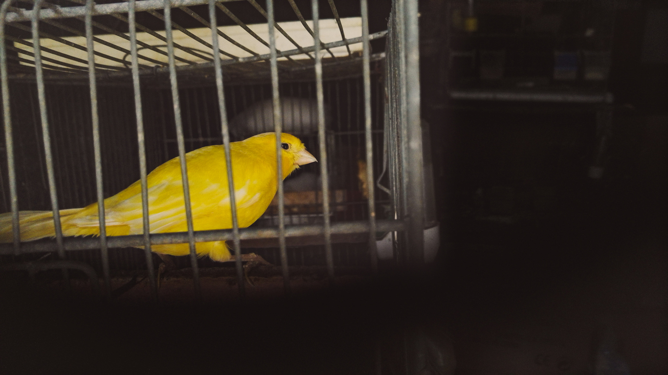 Caged canary in a dark mine