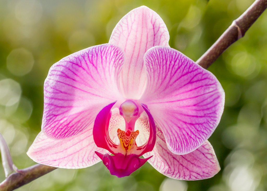 Purple orchid