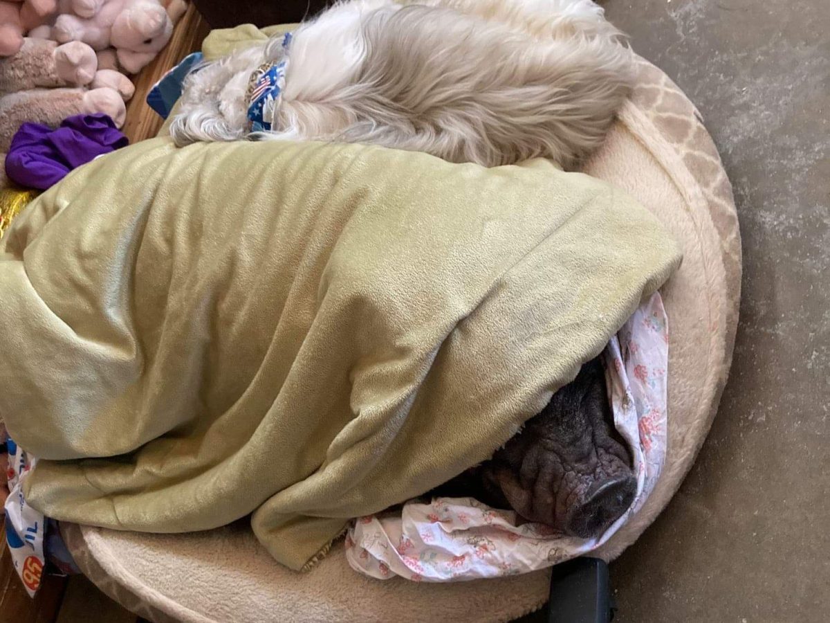 Pig and dog laying in bed