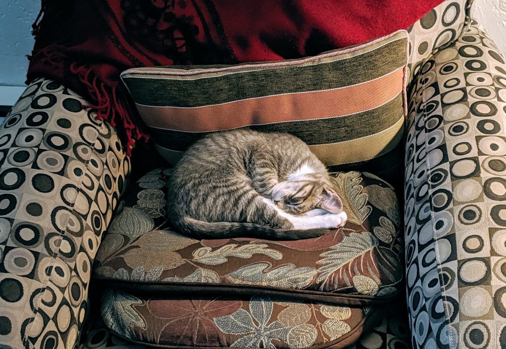 A cat sleeps curled up in a chair