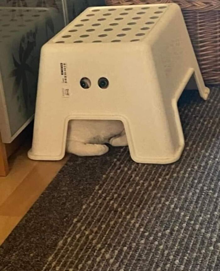Cat laying underneath a step stool looking out through holes in the side