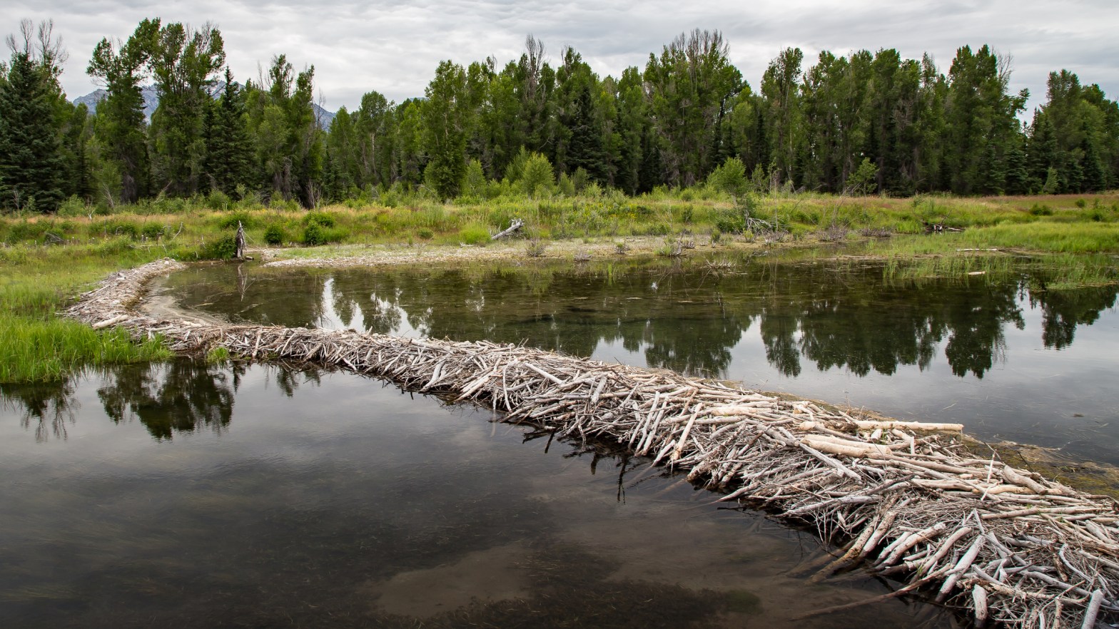 Beaver dam stretching across a river