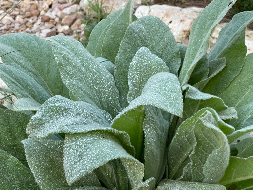 "Cowboy toilet paper" plant with succulent, light green, dew-covered leaves