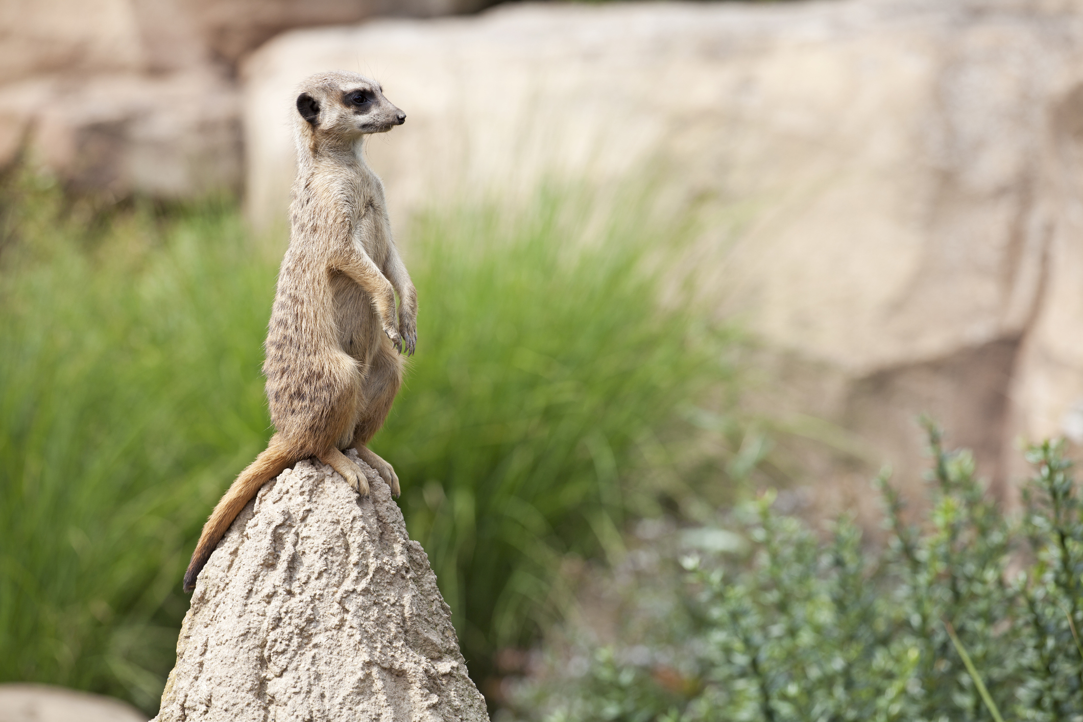 Suricate or meerkat (Suricata suricatta) standing on guard, Kalahari, South Africa