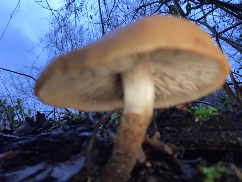 Underside of mushroom