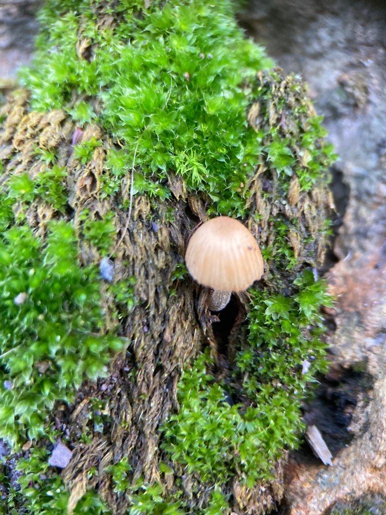 Little mushroom on a moss covered log