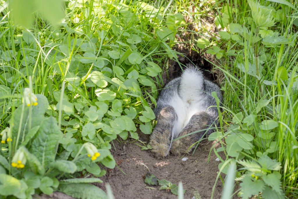 A gray rabbit heads down a  rabbit hole with its cute, fluffy butt sticking out of the hole.