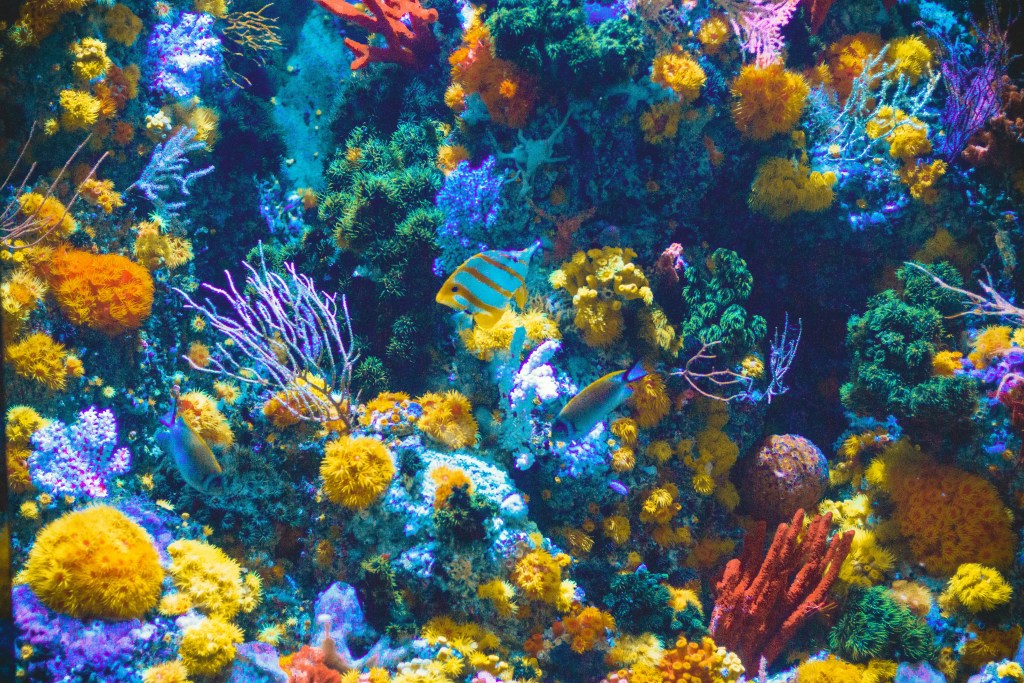colourful coral reef and fish