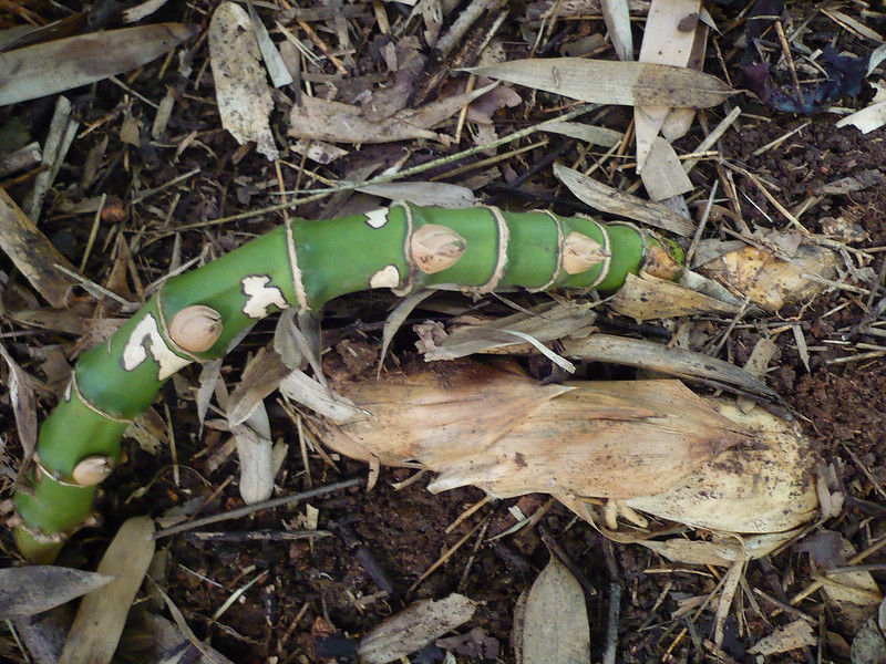 Green rhizome running across the ground