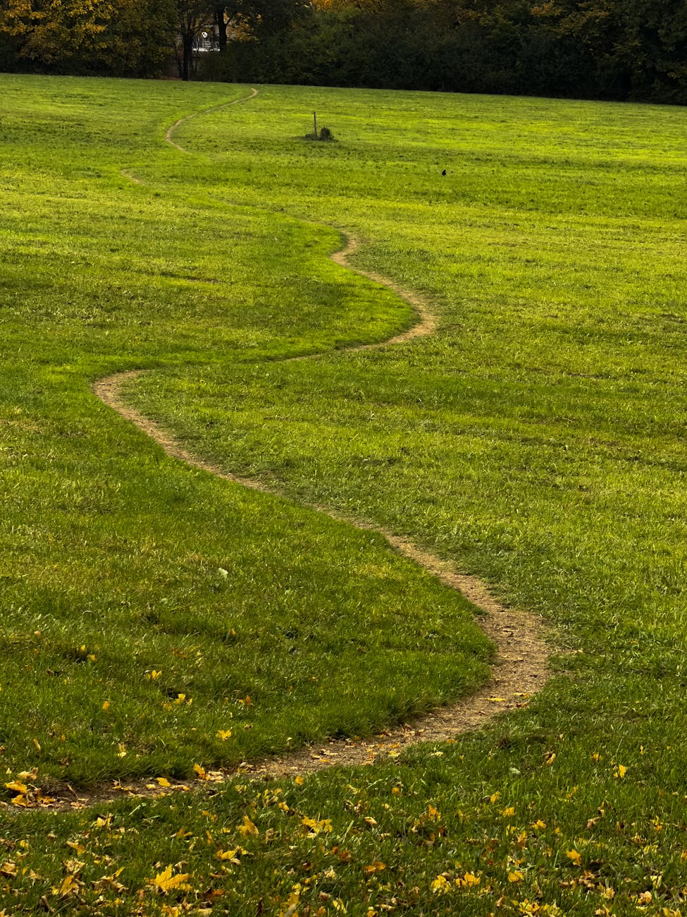 serene winding path through green meadow