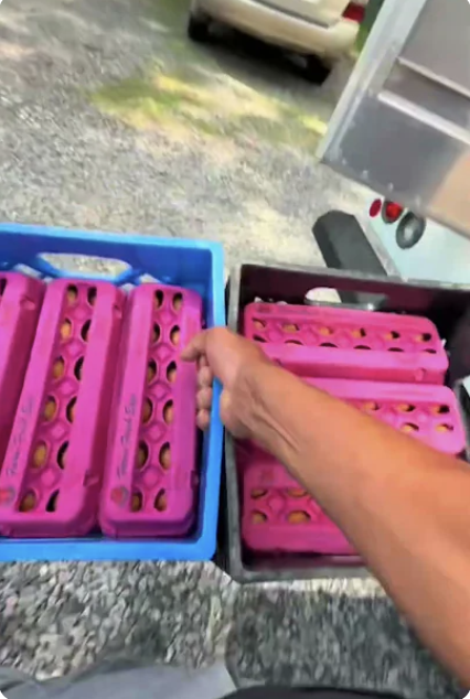 Eggs in pink egg cartons stacked in blue baskets being carried by hand