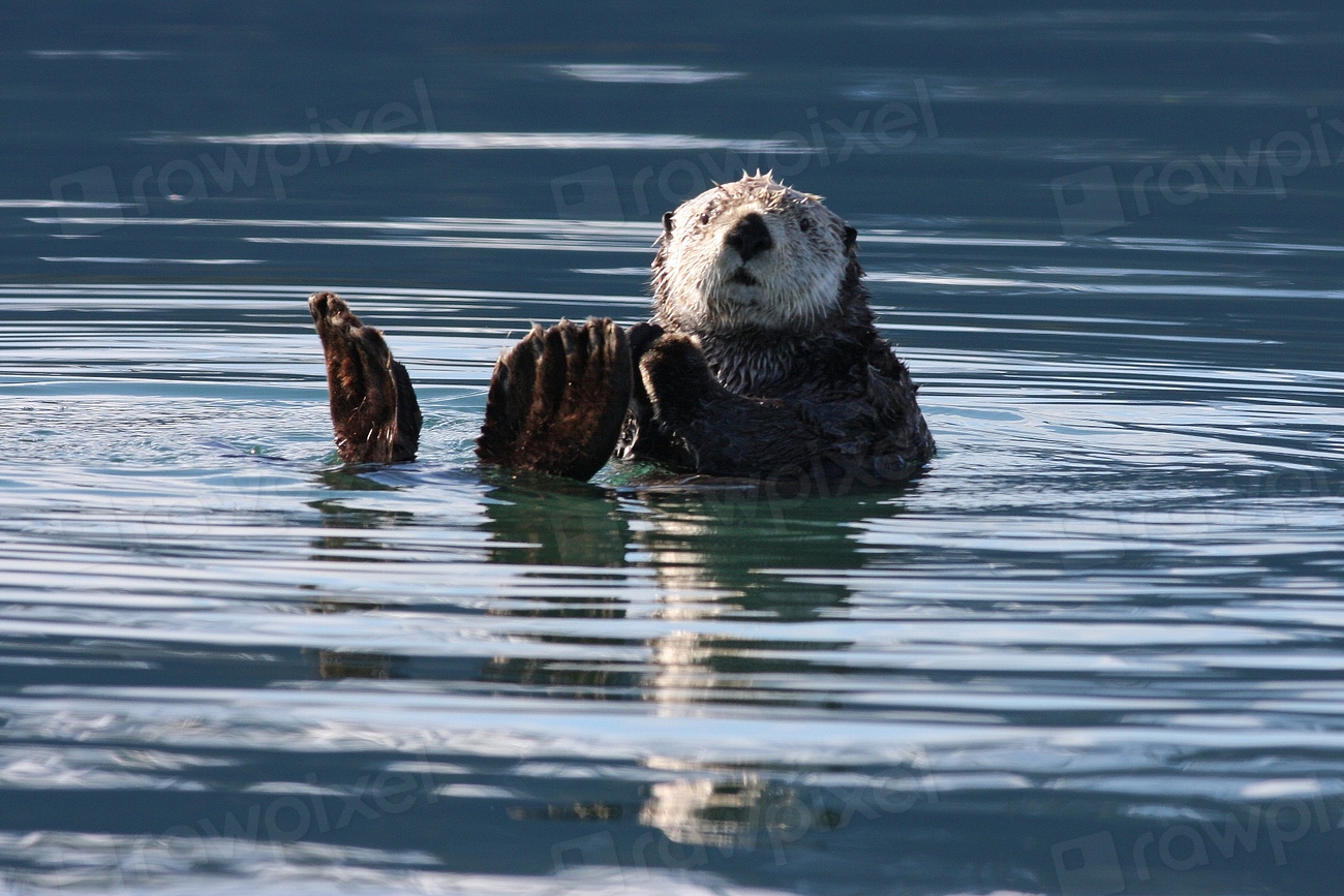 Sea otter