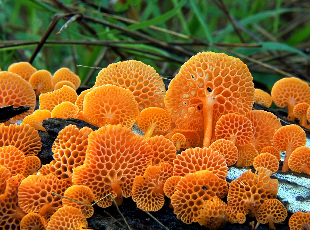 Orange pore fungus, mushroom background